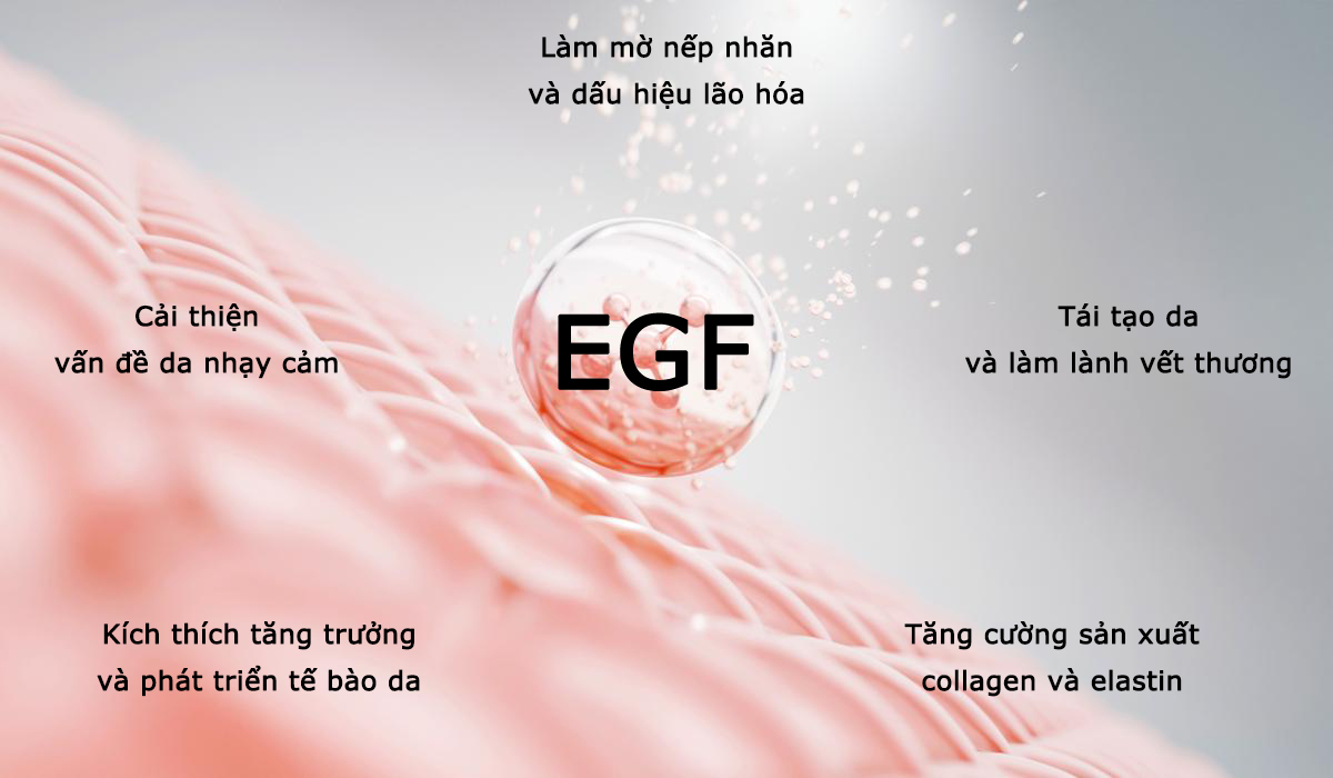EGF là gì? Chìa khóa cho da khỏe mạnh và tươi trẻ 2
